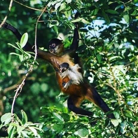 Casa Marbella Villa Tortuguero Dış mekan fotoğraf