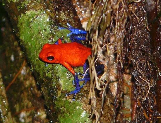 Casa Marbella Villa Tortuguero Dış mekan fotoğraf
