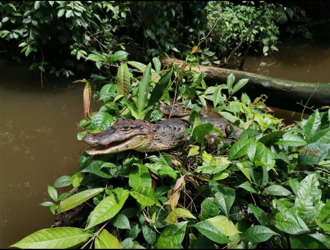Casa Marbella Villa Tortuguero Dış mekan fotoğraf