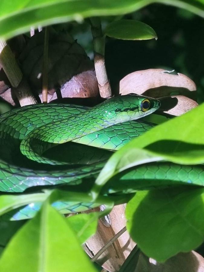 Casa Marbella Villa Tortuguero Dış mekan fotoğraf