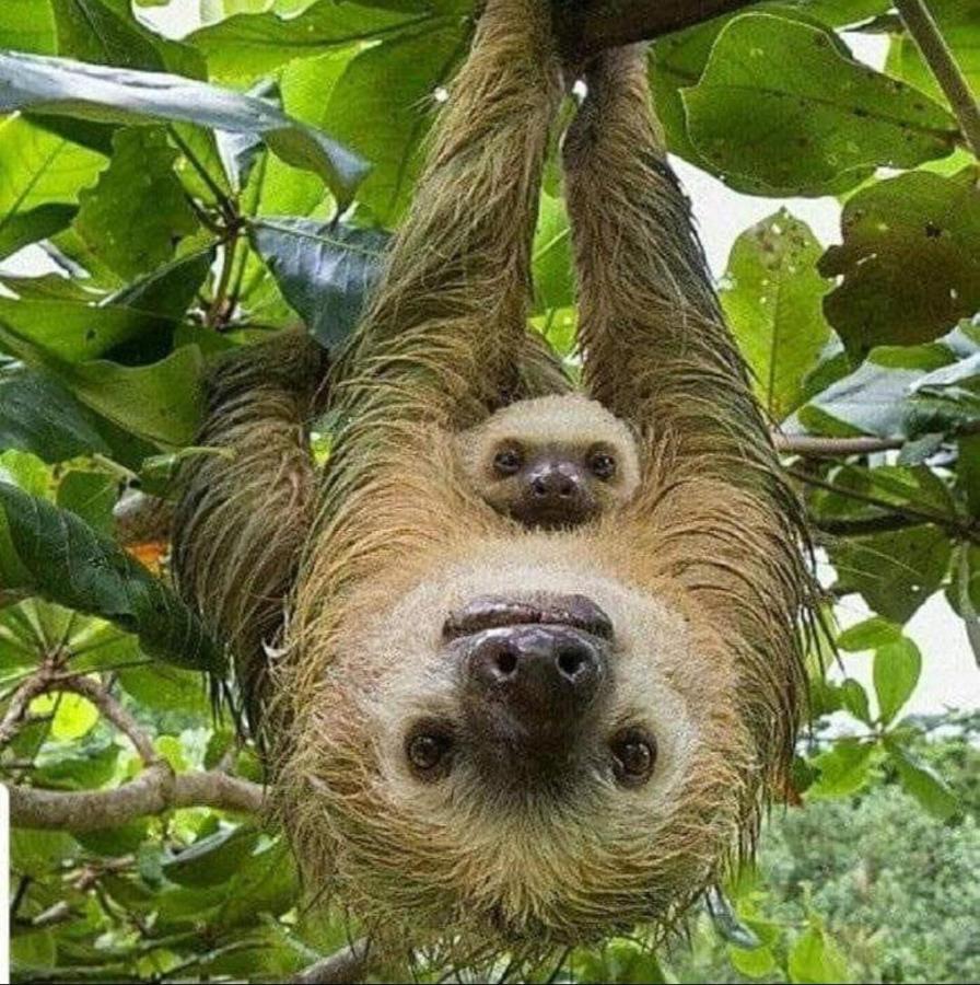 Casa Marbella Villa Tortuguero Dış mekan fotoğraf